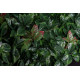 Photinia Giardino Verticale VGnewtrend dettaglio